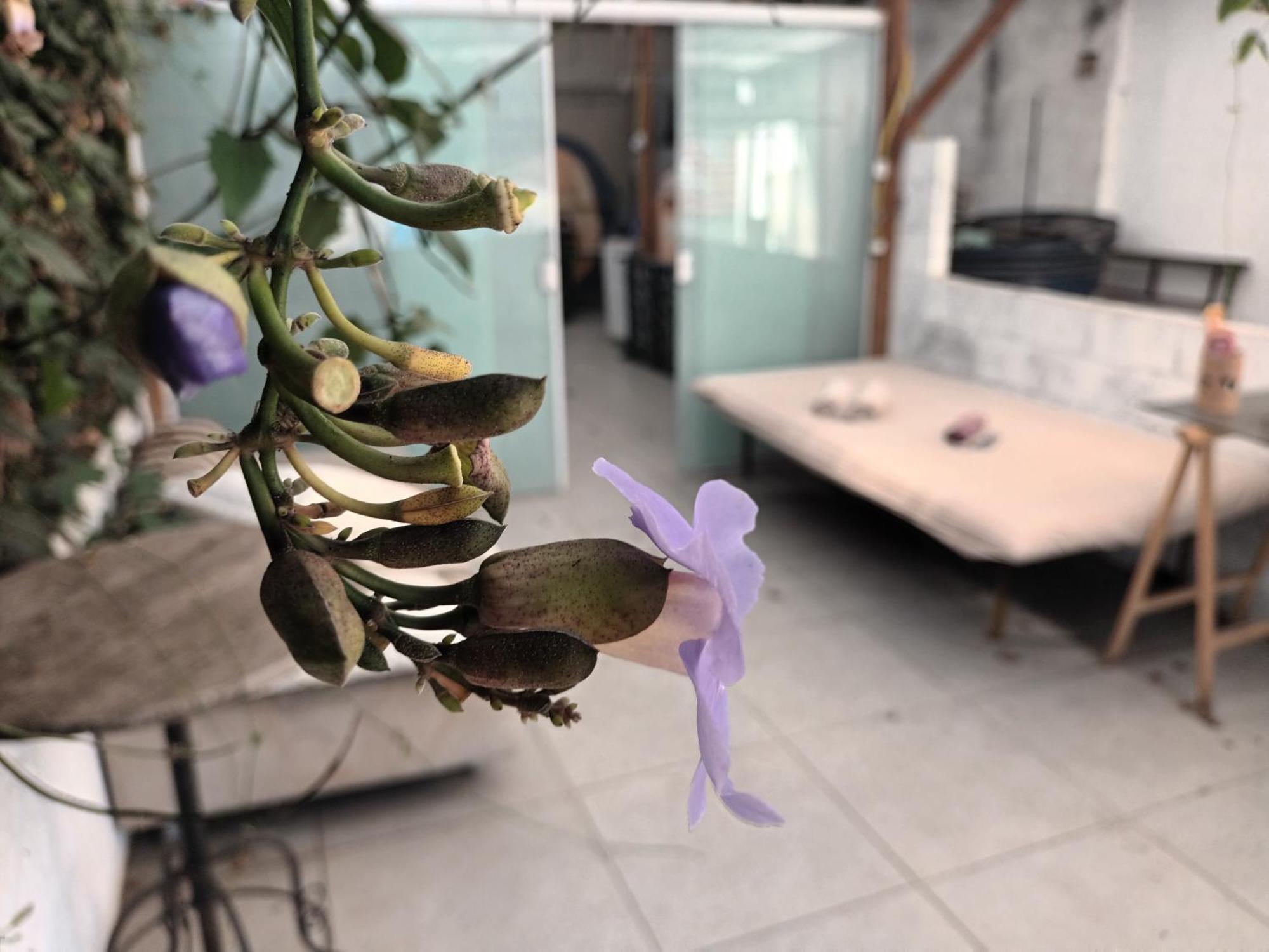Girassol Hostel Vila Madalena Sao Paulo Dış mekan fotoğraf